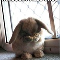 depressed bunny