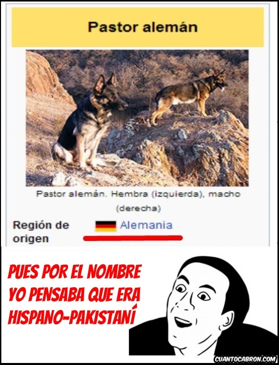 pastor aleman - meme