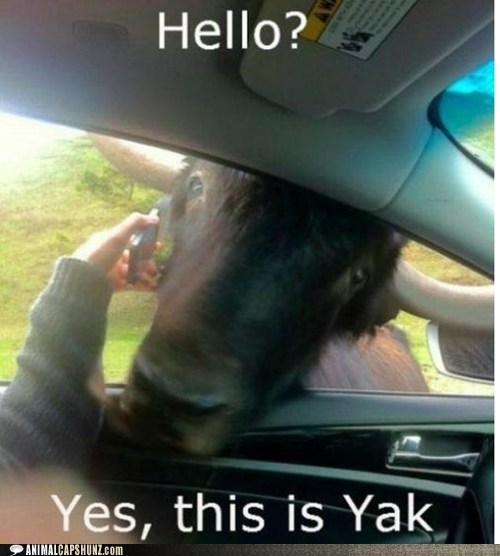 hello this is dog is this yak? - meme