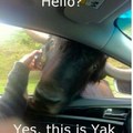 hello this is dog is this yak?
