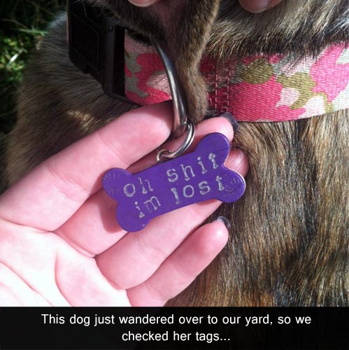 Owning a pet. You're doing it wrong. - meme