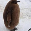 Kiwi pingouin