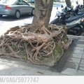 root cube