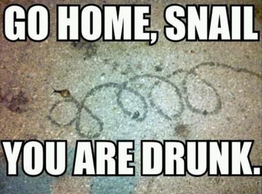 drunk snail - meme