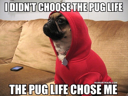 Pug Life - meme