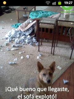 Danyan-cat :) Memedroid