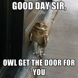 Sir Owl - meme