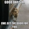 Sir Owl