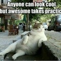 Awesome kitty is awesome. 