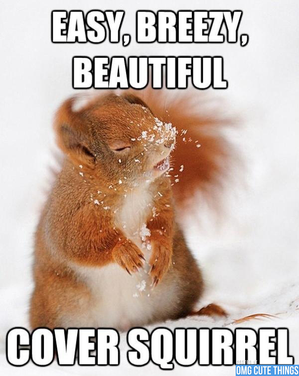 Thank You Meme Squirrel 