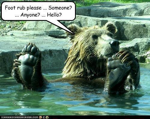 beary funny - meme