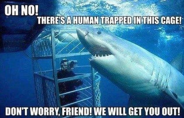 Misunderstood Shark - meme