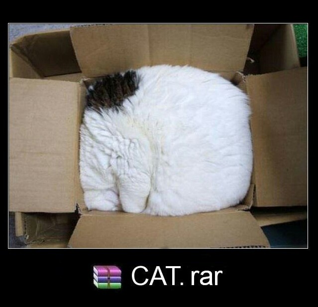 cats love boxes but this cat is the box - meme