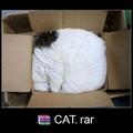 cats love boxes but this cat is the box