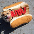 Hot Dog you're doing it wrong