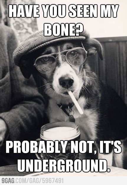 hipster dog - meme