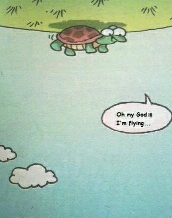 optimistic turtle is awesome - meme