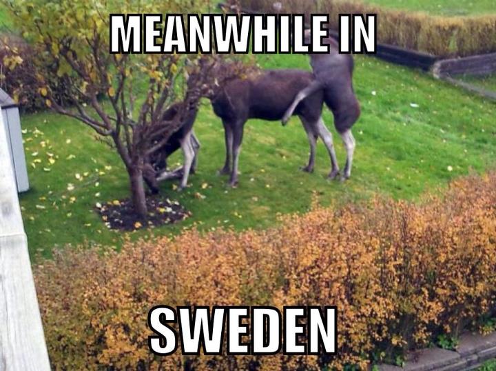 sweden. - meme