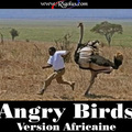 angry bird version africaine mdr