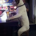 Dog at the bar 