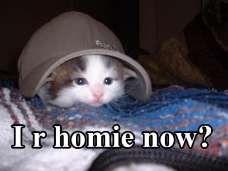 homie kittie - meme