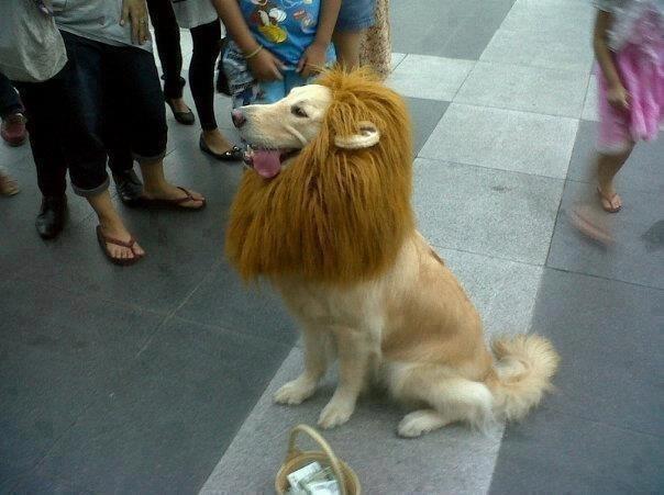 lion dog ^_^ - meme