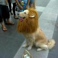 lion dog ^_^