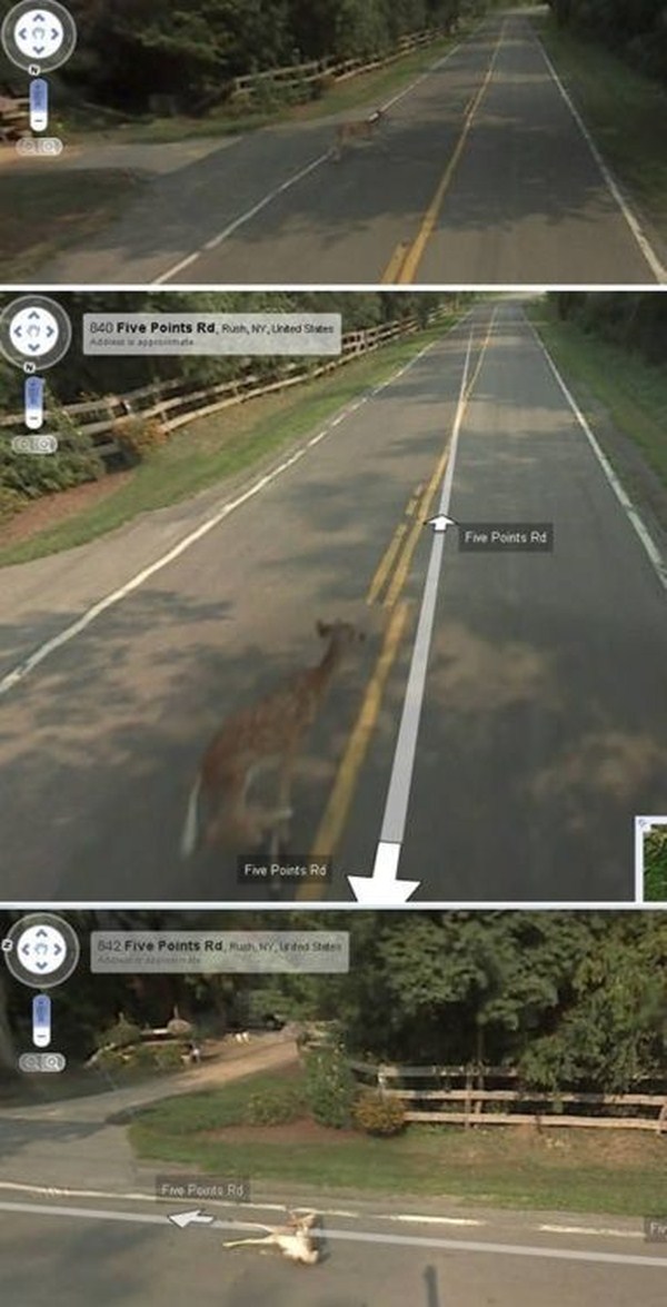 Google Killed Bambi!!! revolutionary times mathafucka! - meme