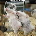 1 2 3 jazz hams!
