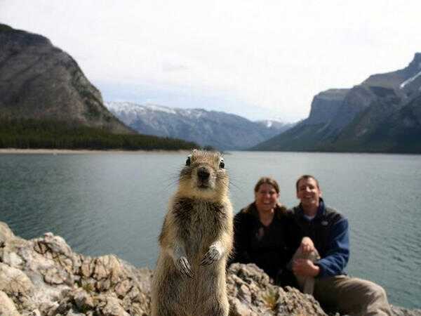 photo bomb lvl: Squirrel .. greneade is my friend - meme