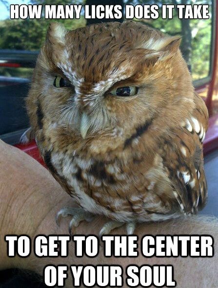 Grump owl - meme