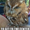 Grump owl