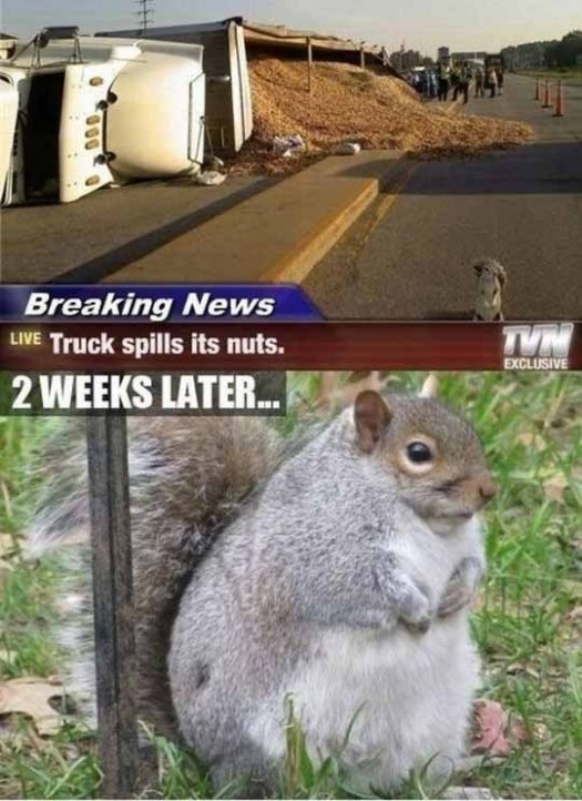 praise the squirrel gods! lords of the nuts!!!!!!! - meme