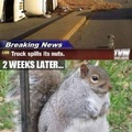 praise the squirrel gods! lords of the nuts!!!!!!!
