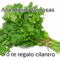 mejor cilantro