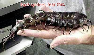 Amazonian Giant Centipede. This is why the US wants nothing to do with south american oil. - meme