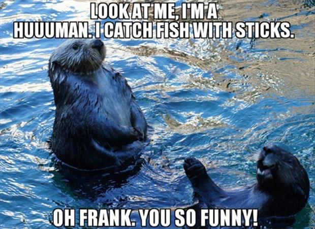 silly humans - meme