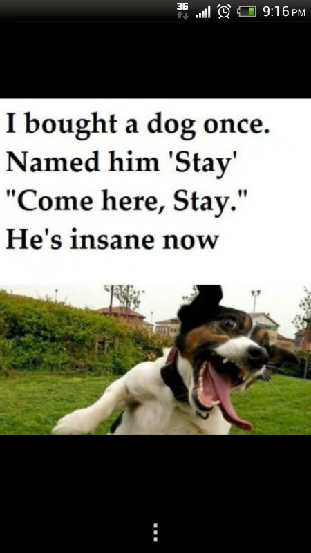 crazy dog - meme