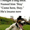 crazy dog