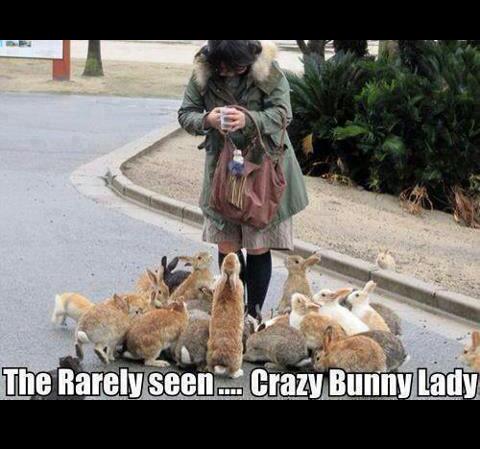 crazy bunny lady... - meme