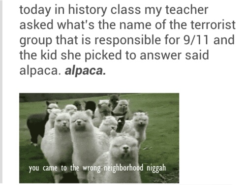 alpaca gang - meme