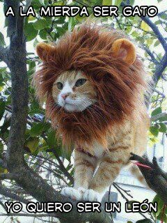 gato leon - meme