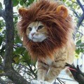 gato leon